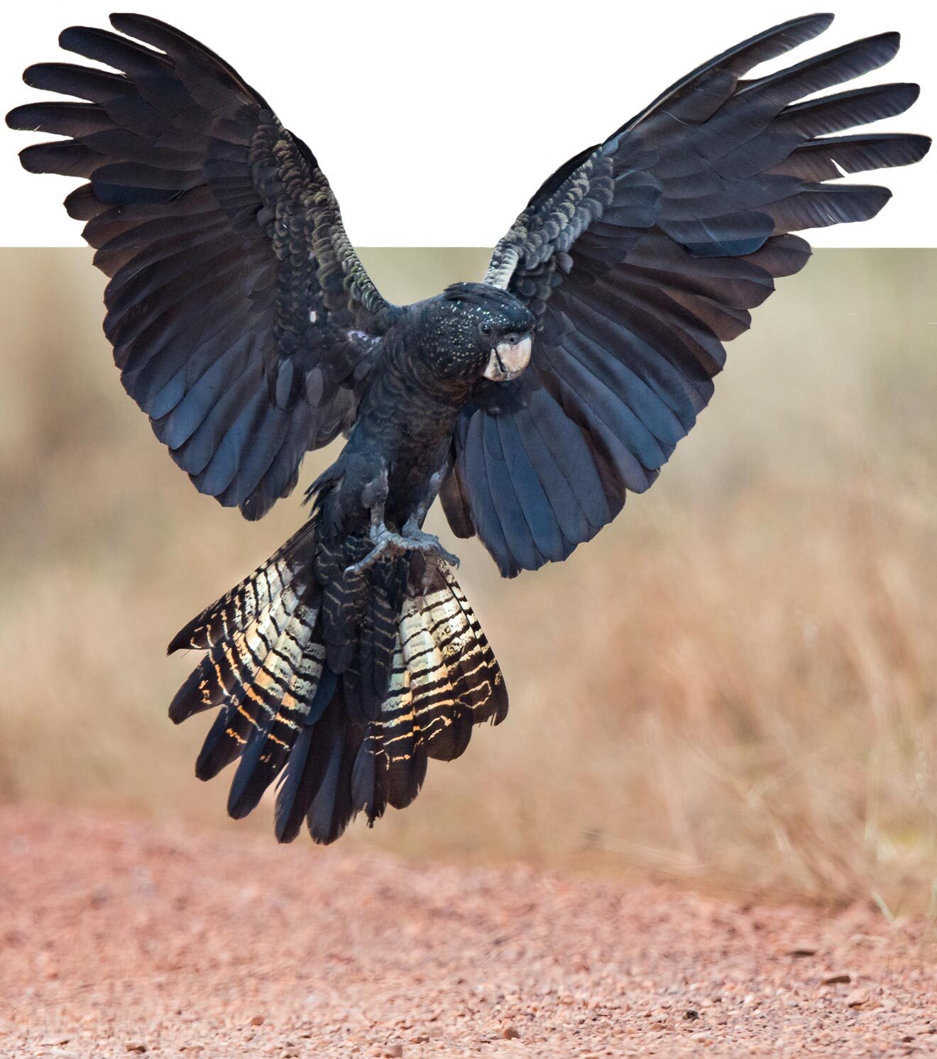 Red-tailed Black Cockatoo.
