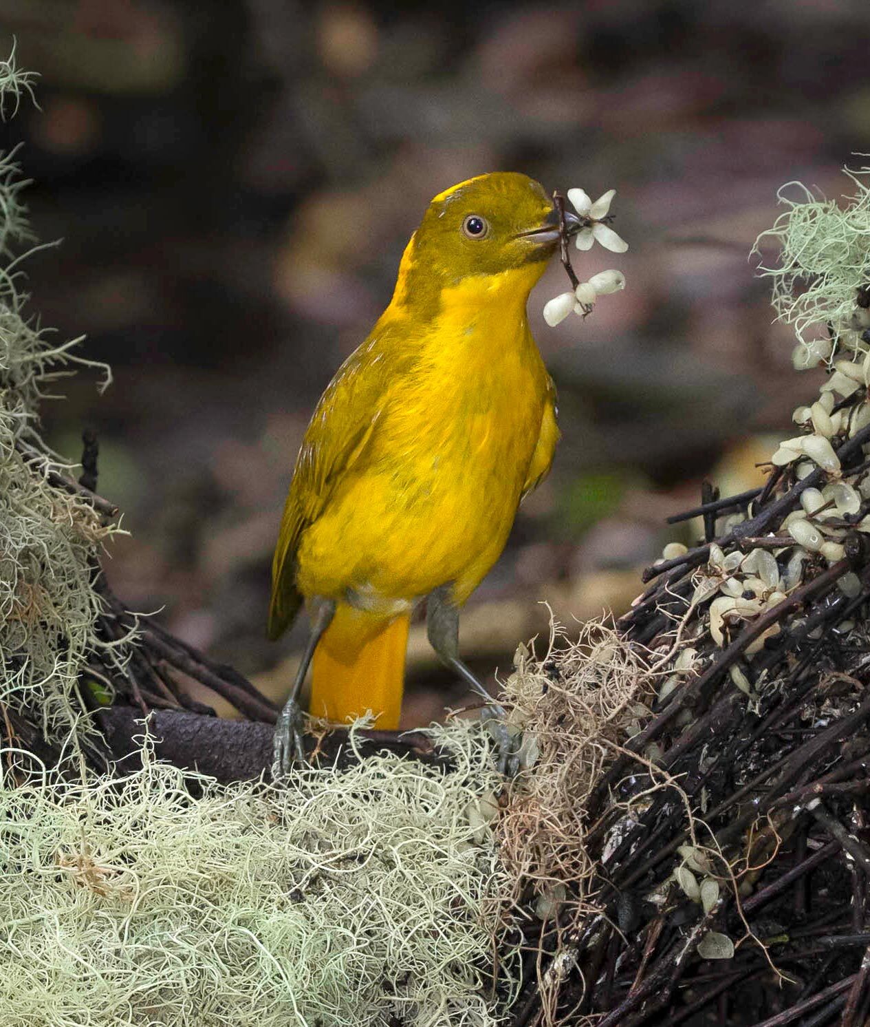 Golden Bowerbird adding to its bower.