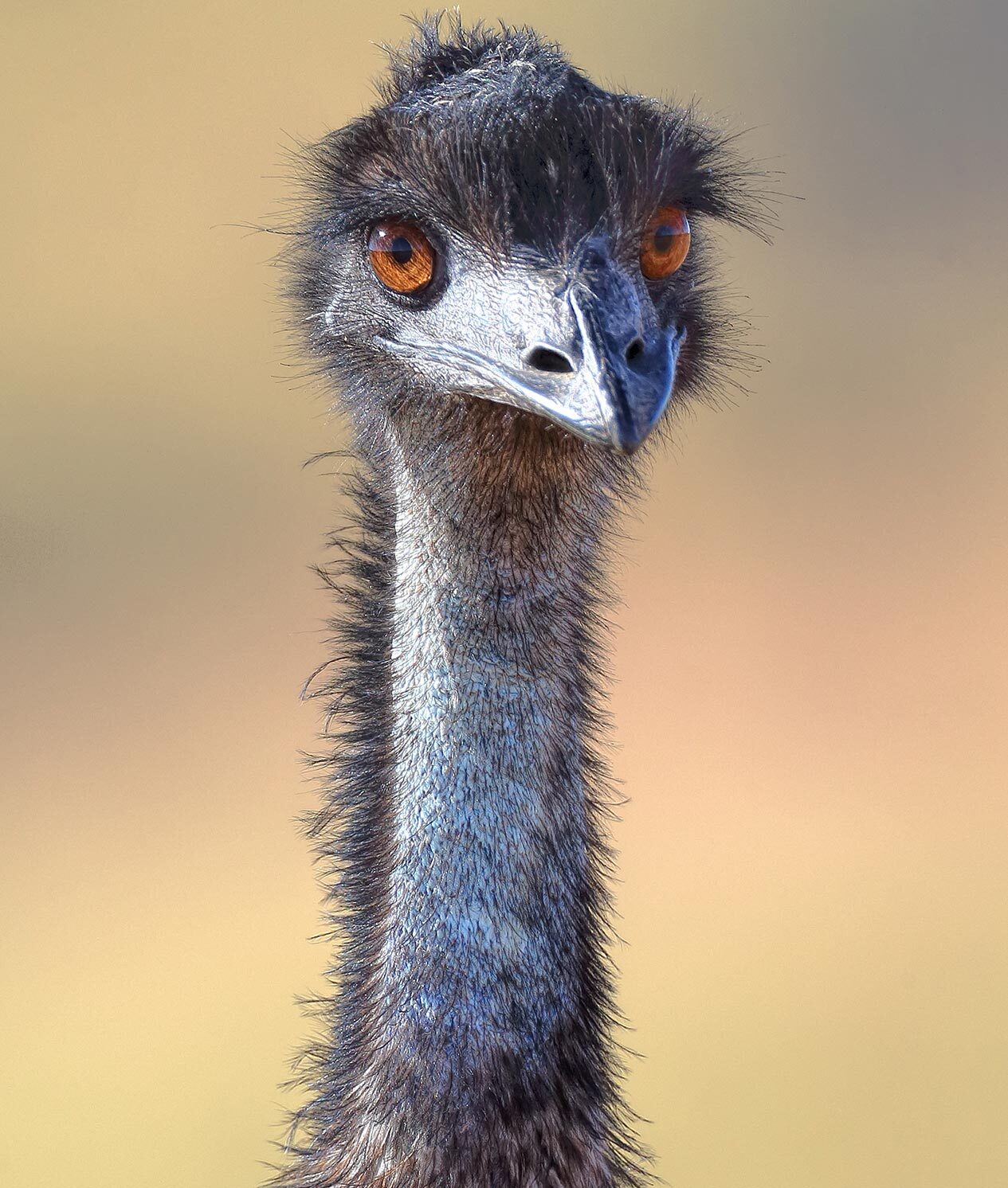 Close up of an Emu.