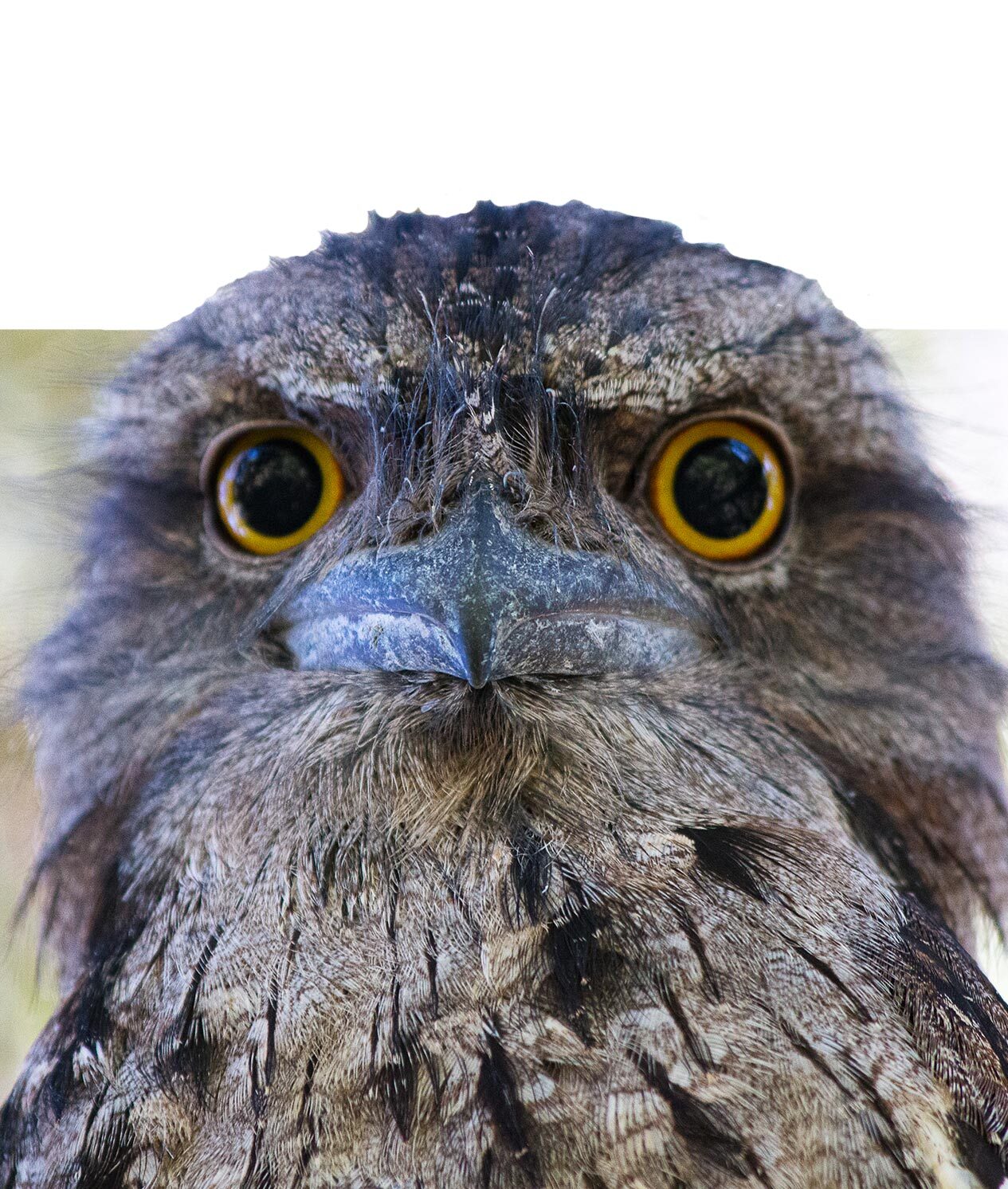 Tawny Frogmouth.
