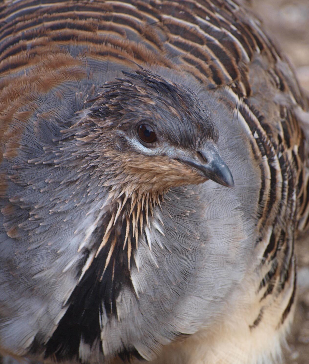 Close up of a Malleefowl.