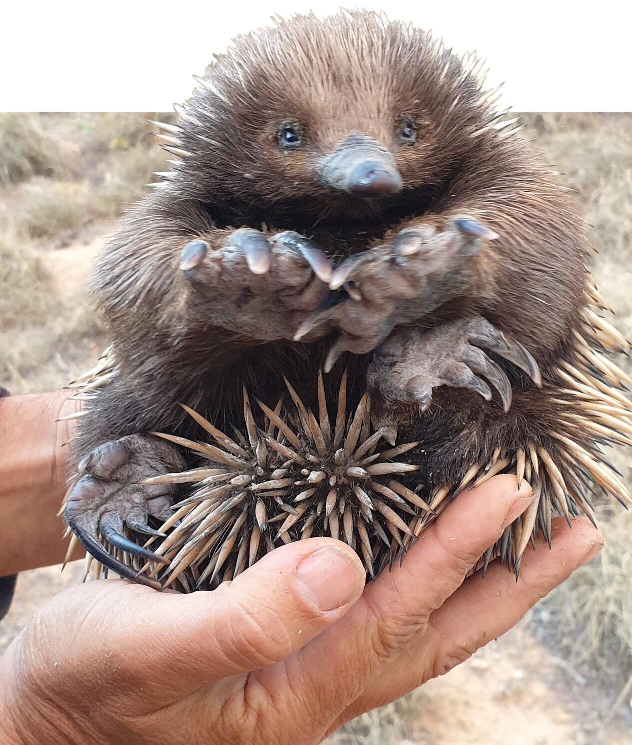 A baby echidna at Scottsdale Reserve.