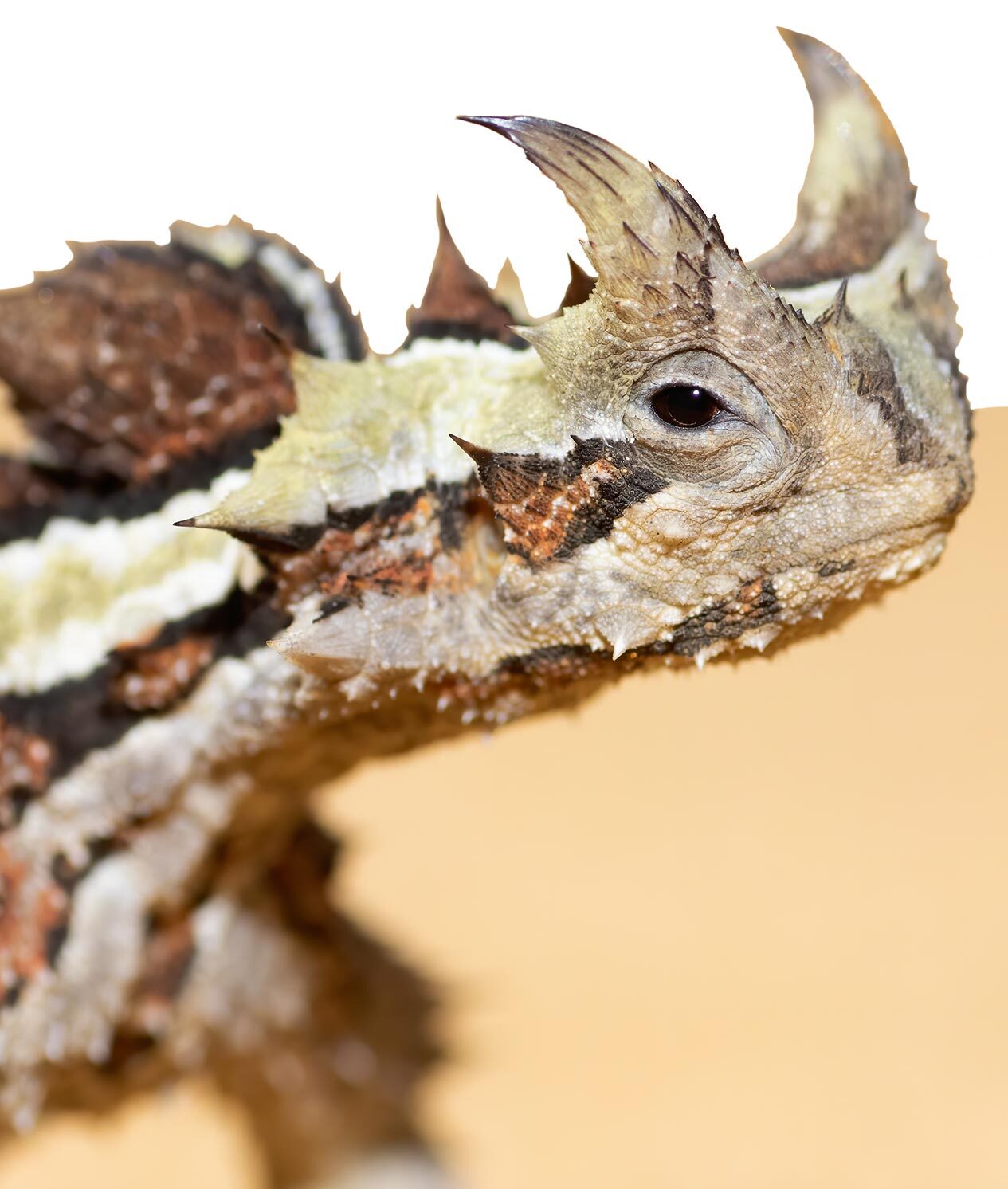 Thorny Devil. Photo Ben Parkhurst.