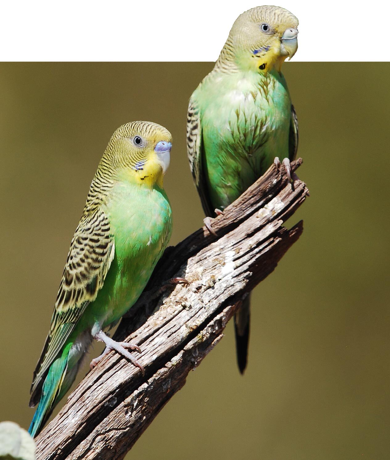 Budgerigars at Ethabuka Reserve.