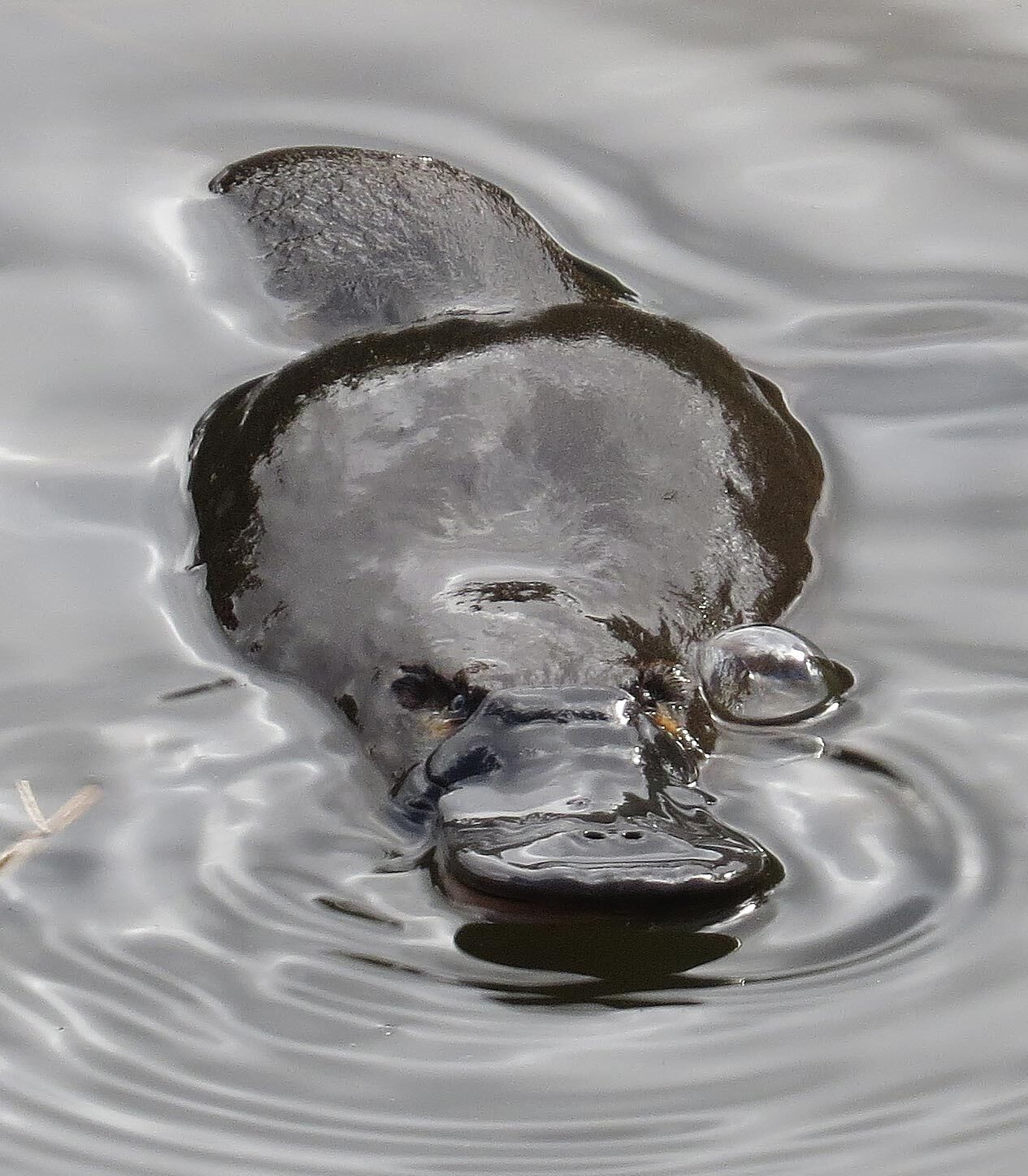 Platypus swimming.