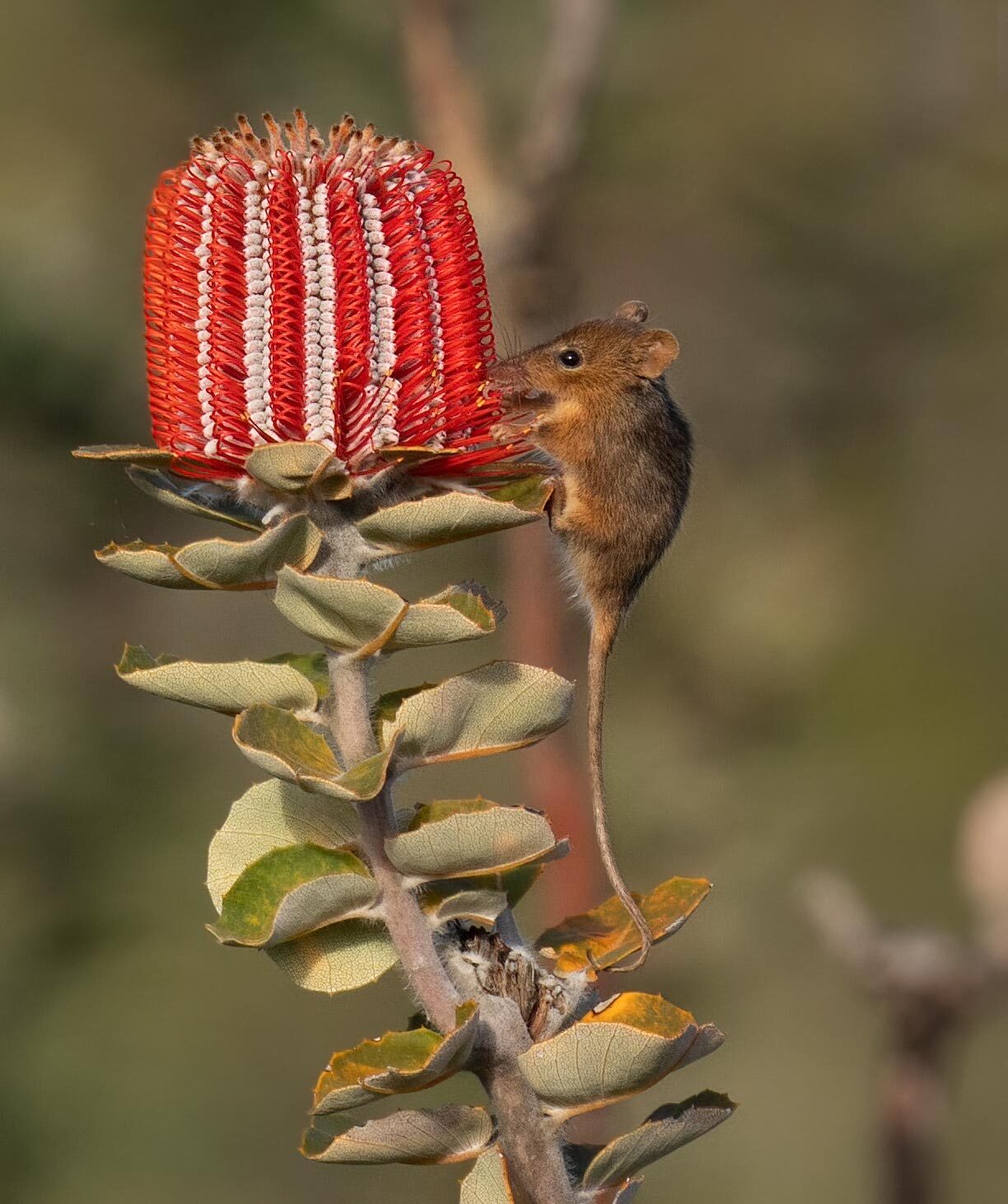 Honey Possum feeding on Banksia flower.