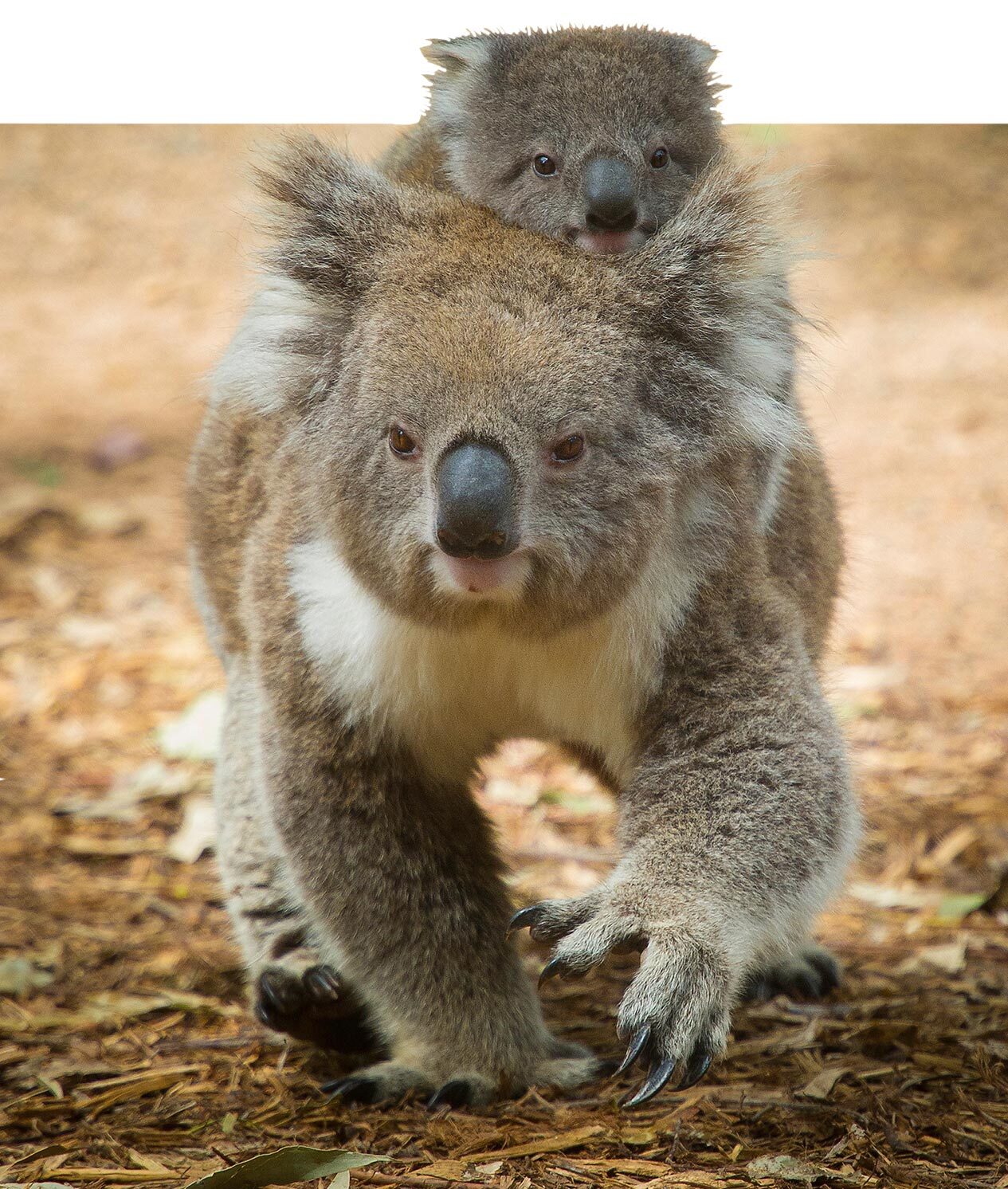 A Koala crawling on the ground with a joey on its back.