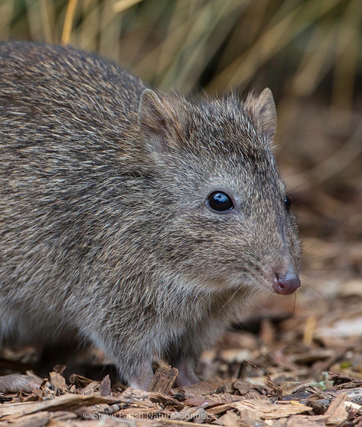 Bandicoot.