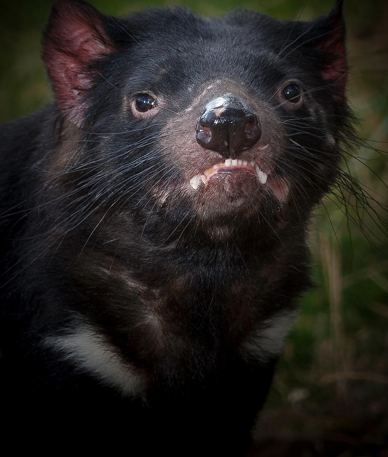 Close up of a Tasmanian Devil.