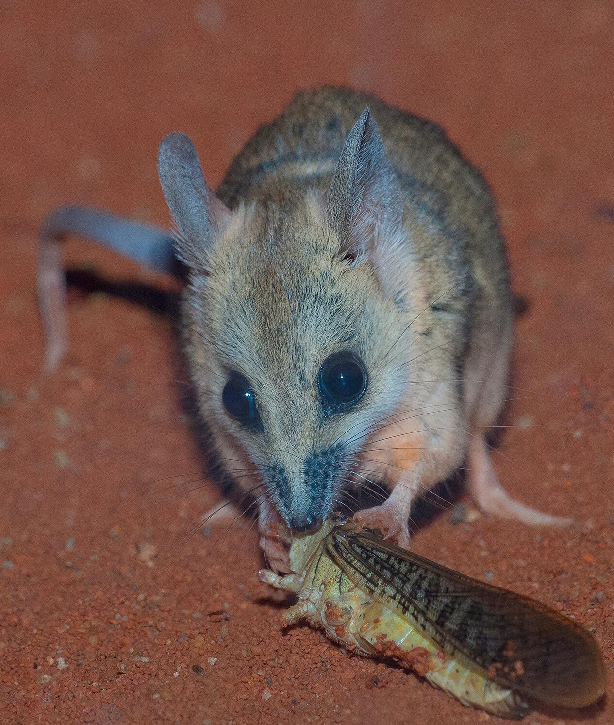 A dunnart with its prey.