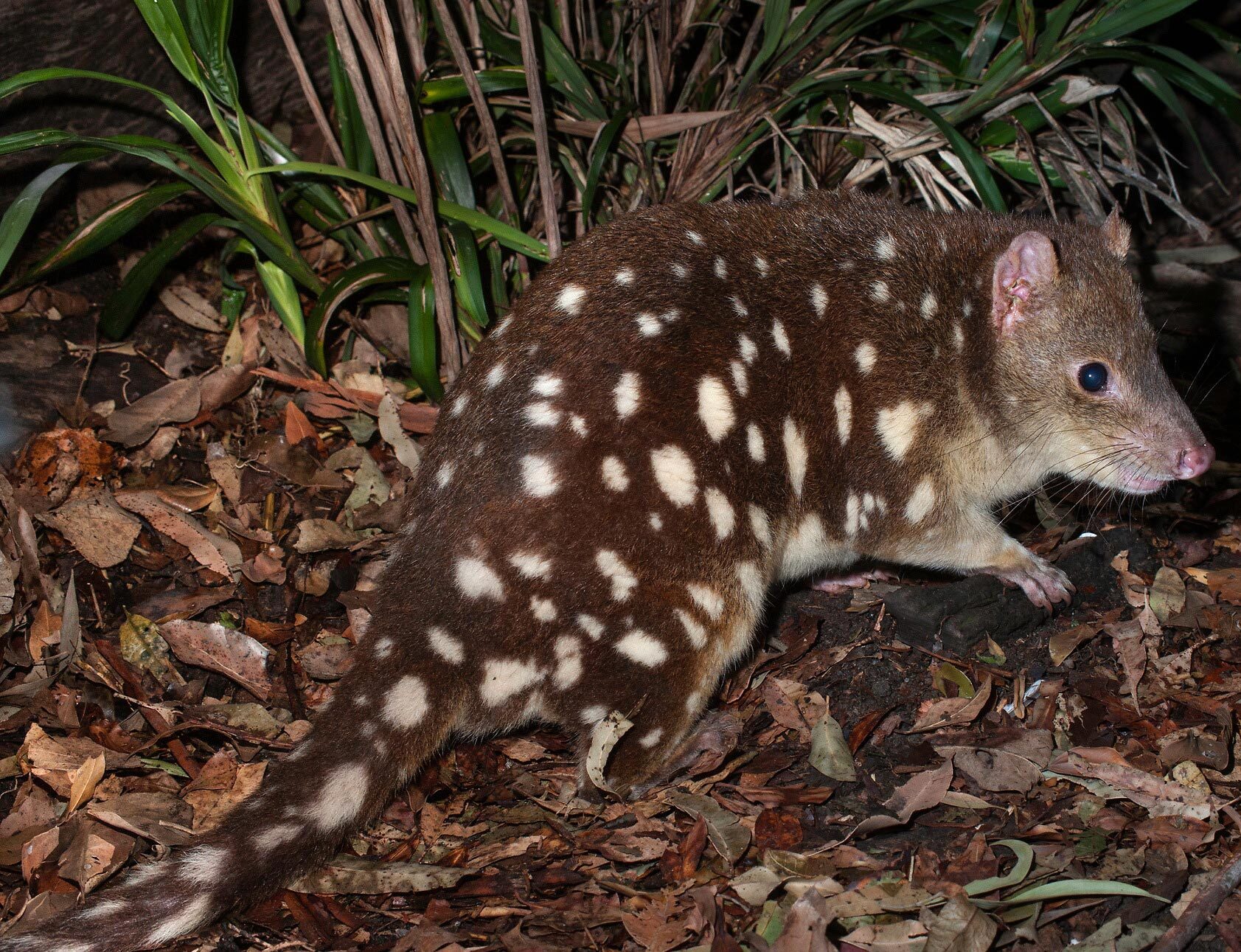 Quoll.