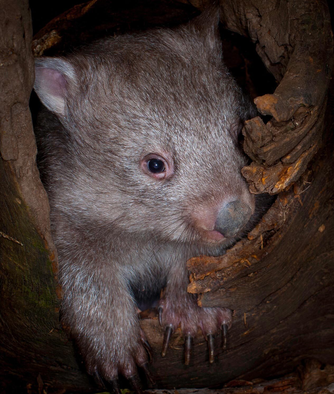 A wombat in a log.