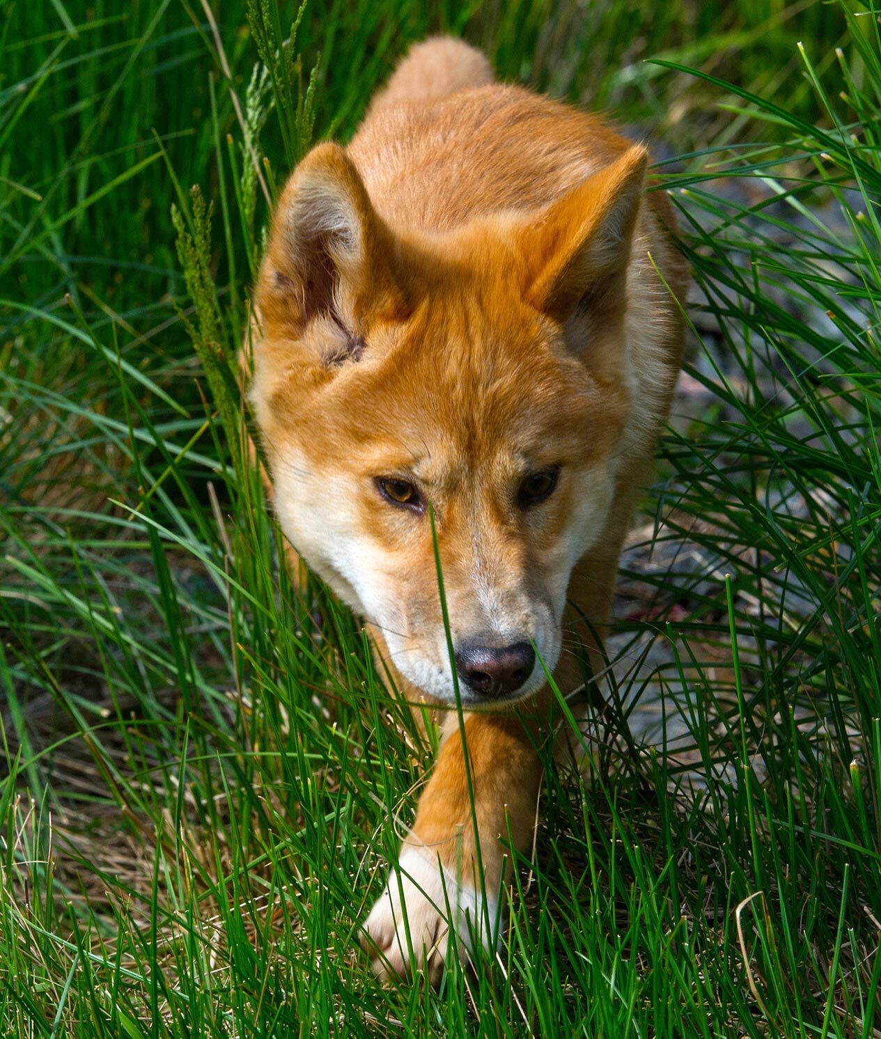 Dingo prowling through long grass.