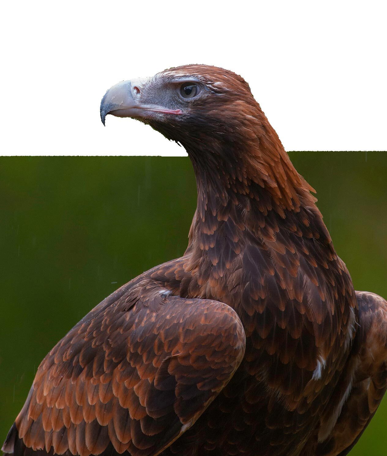 Wedge-tailed Eagle. Photo Steve Parish.