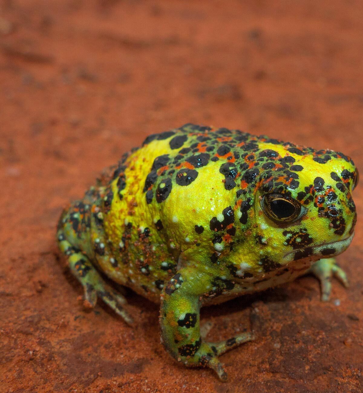 Holy Cross Frog (aka Crucifix Toad).