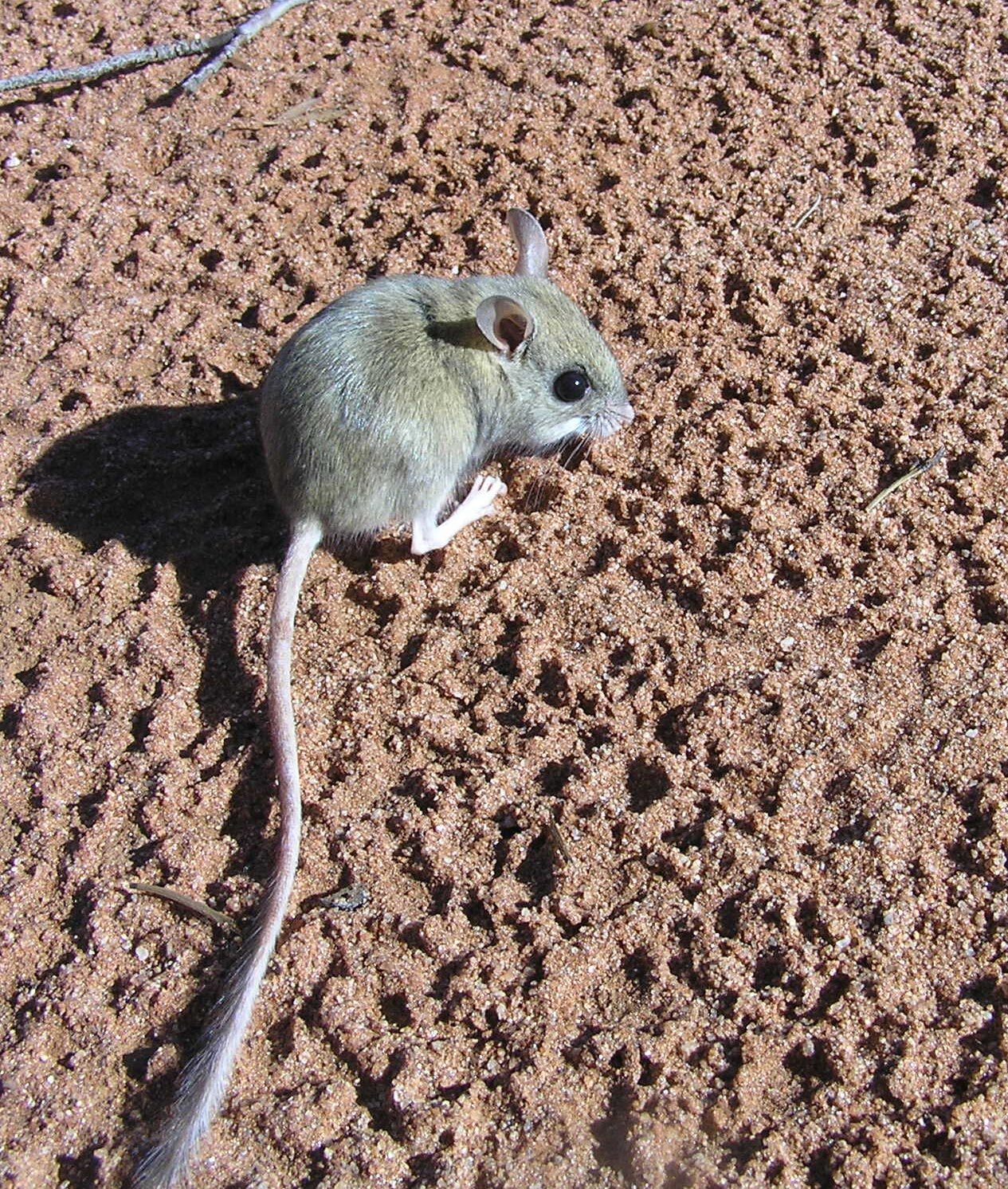 Spinifex Hopping Mouse.
