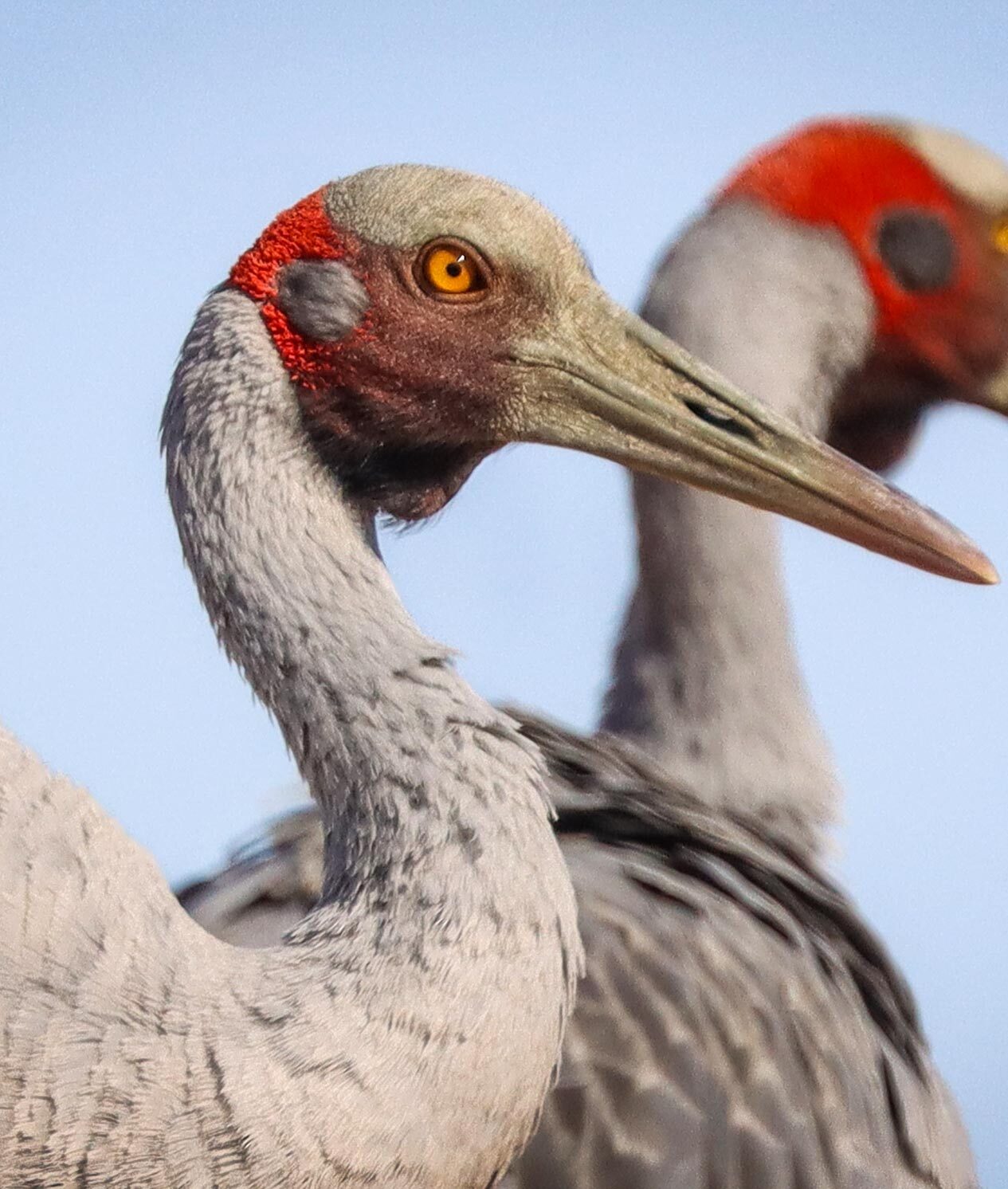 Close up of Brolgas.