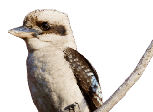 Kookaburra perched on a branch.