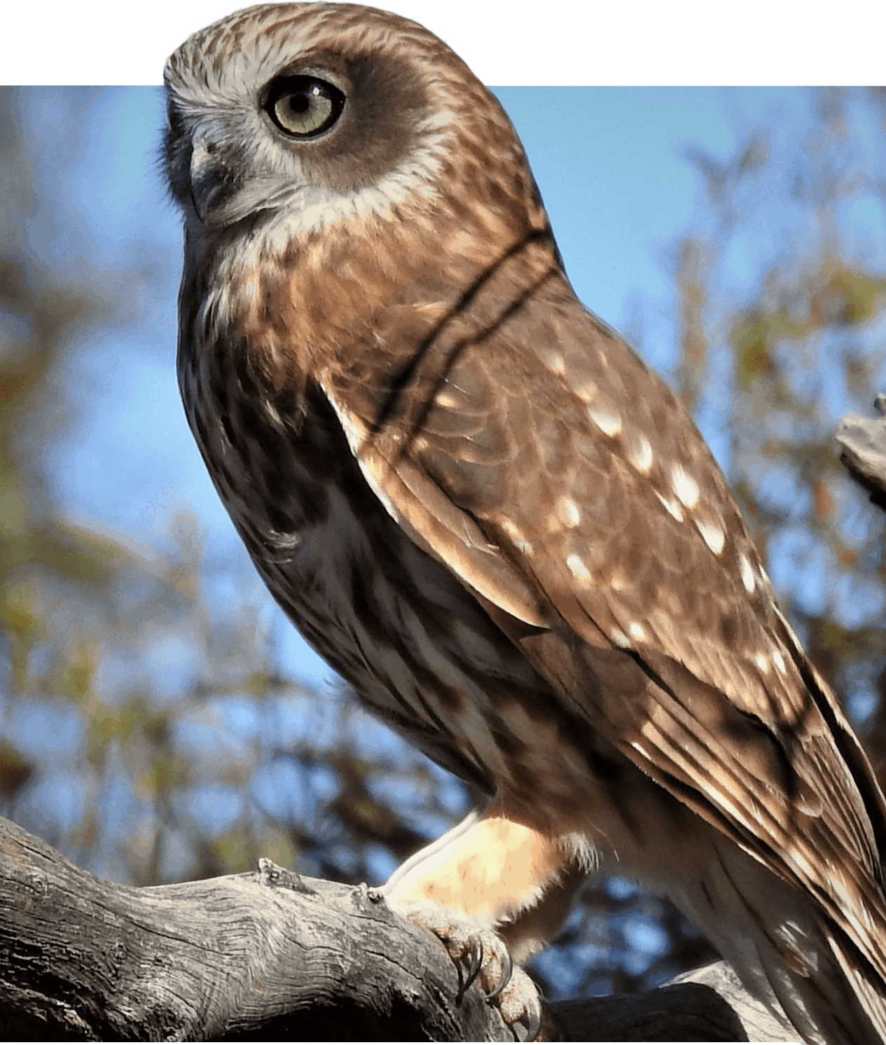 Southern Boobook Owl.