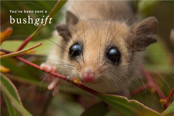 Pygmy Possum Bushgift card