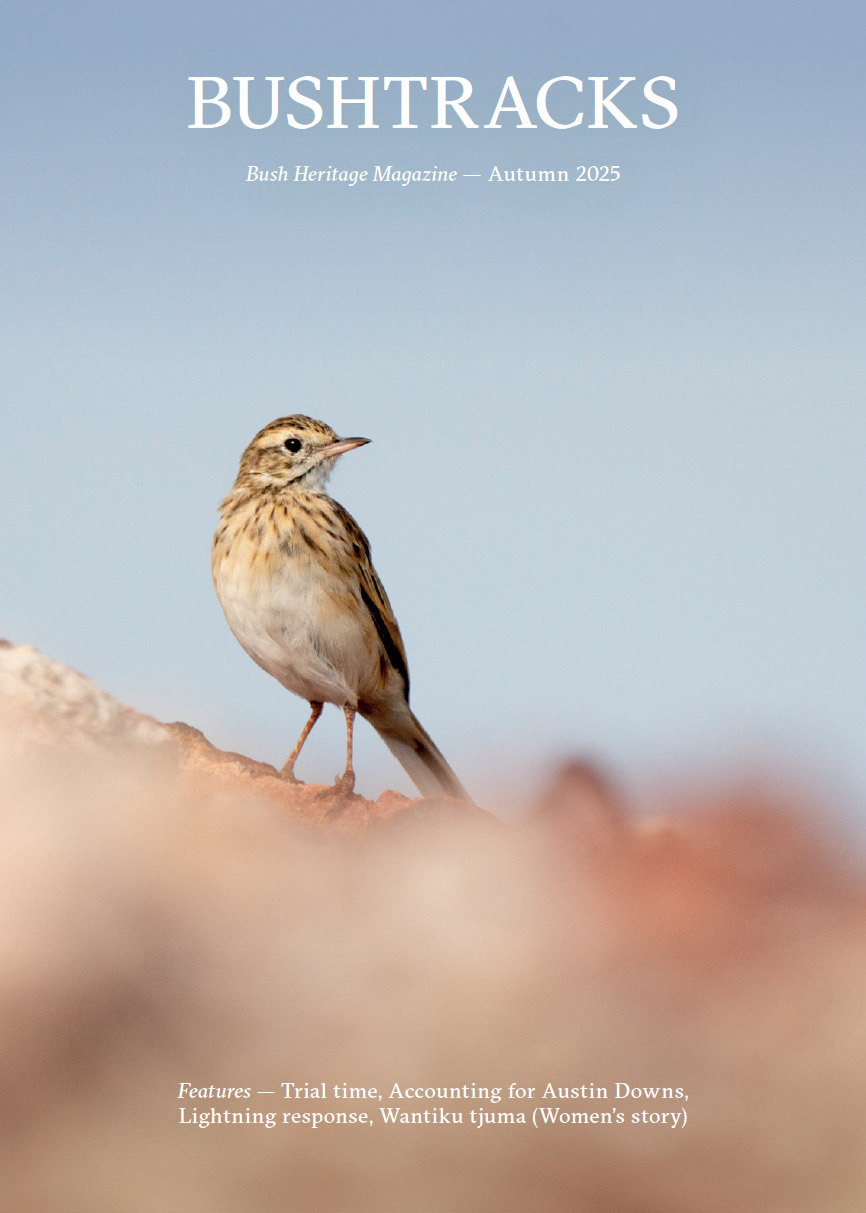 Cover of the Bush Tracks Autumn 2025 magazine. Featuring an Australian Pipit by Grassland Films.
