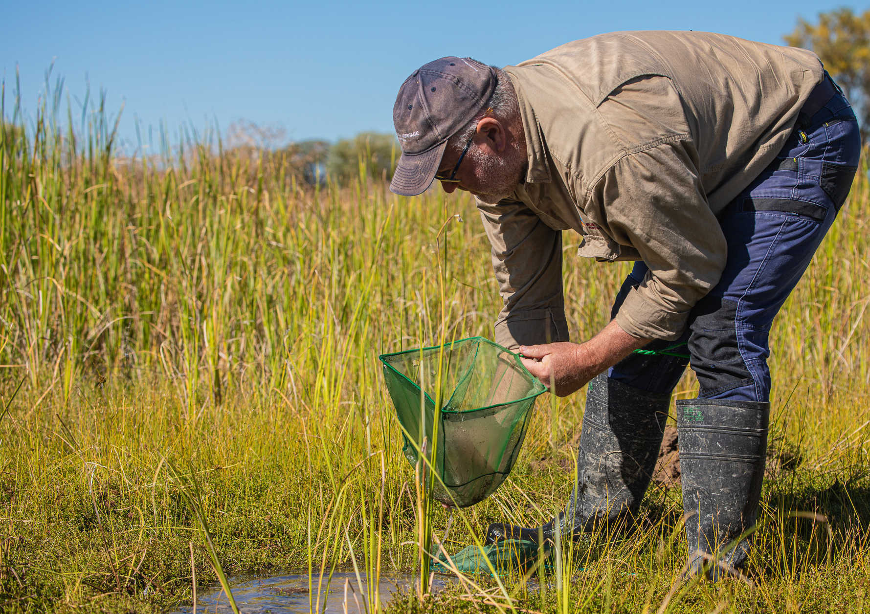 Freshwater ecologist Dean Gilligan, working in the springs on Edgbaston Reserve.