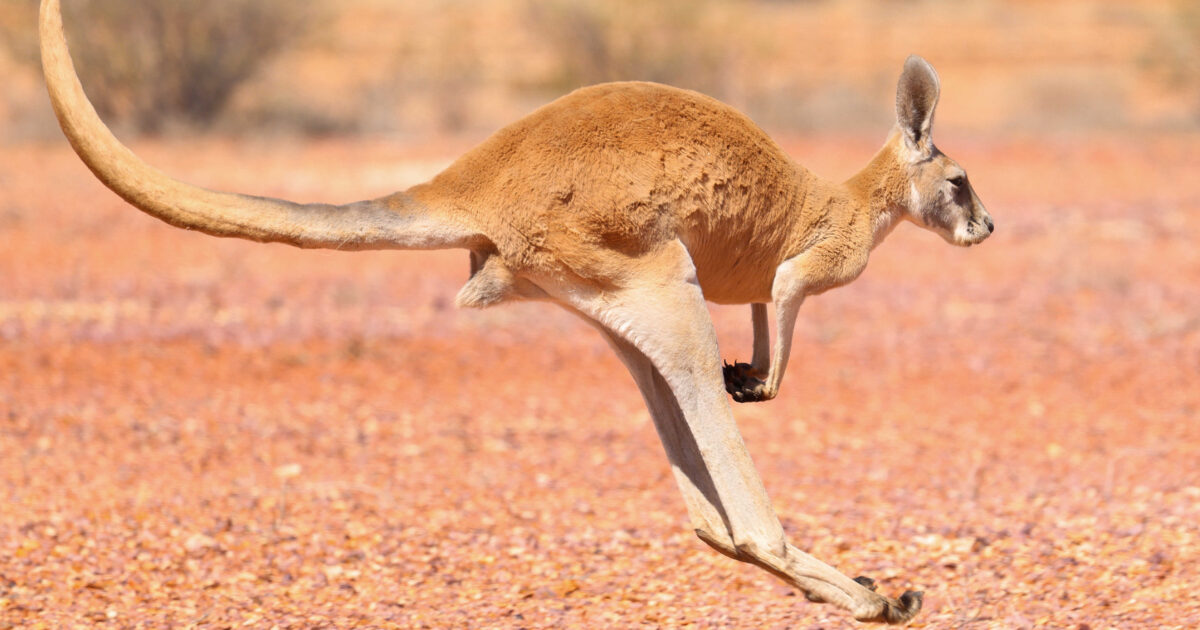 Kangaroos (Facts & Photos) | Bush Heritage Australia